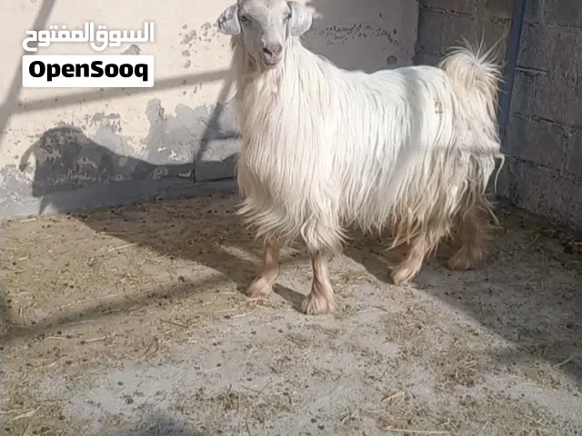 جدي من حلال الجواميد