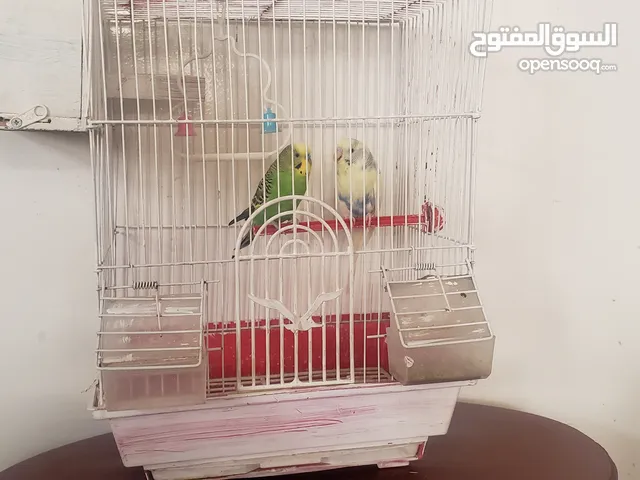 طيور للبيع معى القفص ب7500