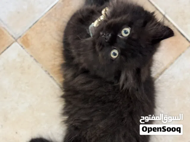 قطة انثي عمرها 2 شهرين بصحة جيدة