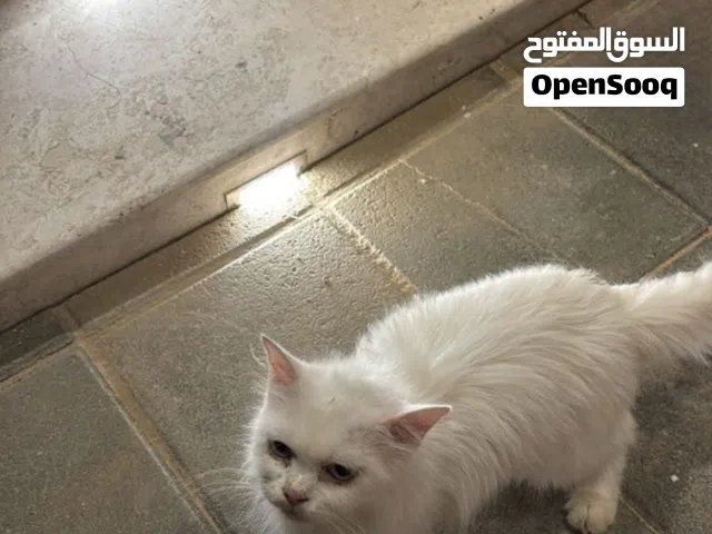قطه شيرازيه للبيع