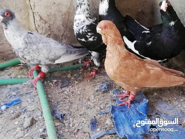 خمس حبات بالصلاة عالنبي بسعرر حررق