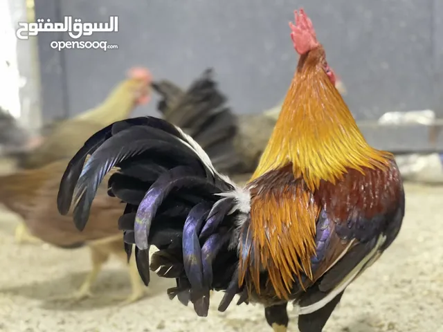 متاح. افراخ. من هذا. الحلال
