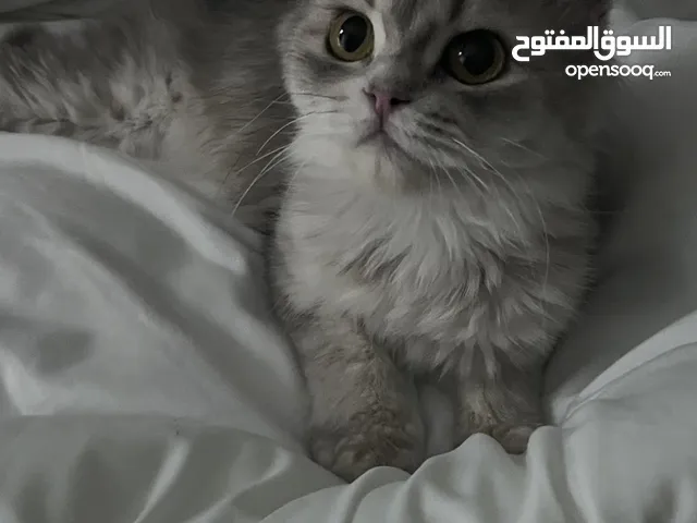 قطه عمرها سته شهور في مدينة العين نوع الابو اميركن شنشيلا والام هملايا ، صحتها ممتازه