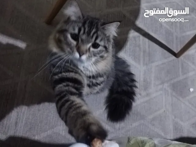 قط شيراز للتبني اسمه نيمو
