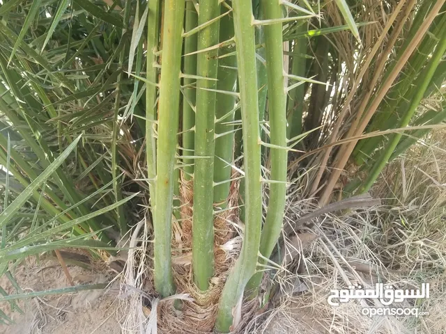نخل فسايل فروخ صنو جثايث نقايل للبيع