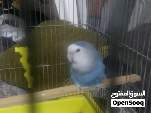 ببغاء روز للبيع من دون قفص الببغاء جديد اشتريته ذكر