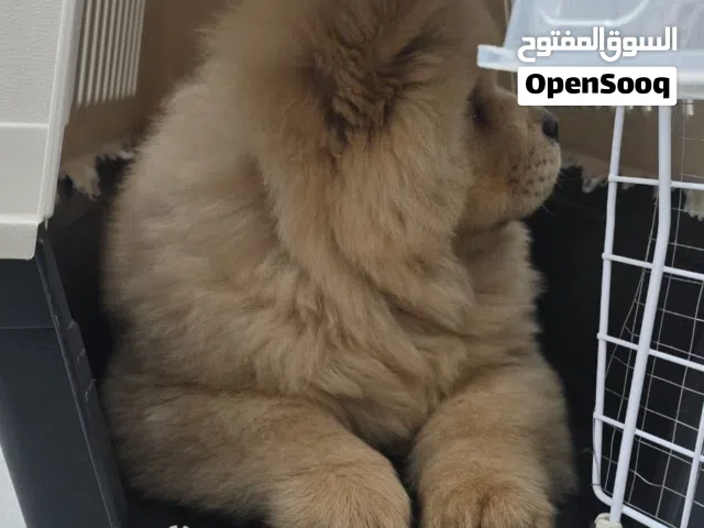 للبيع جاو جاو