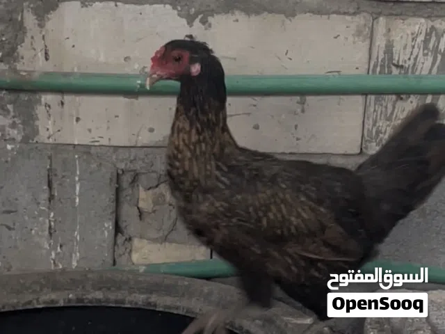 للبيع دجاجه بياضه عربيه