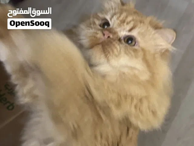 قطط شيرازي جميله للتبني انثى وذكر