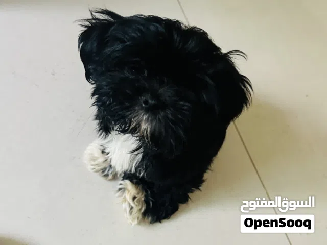 Shih tzus 3 months female