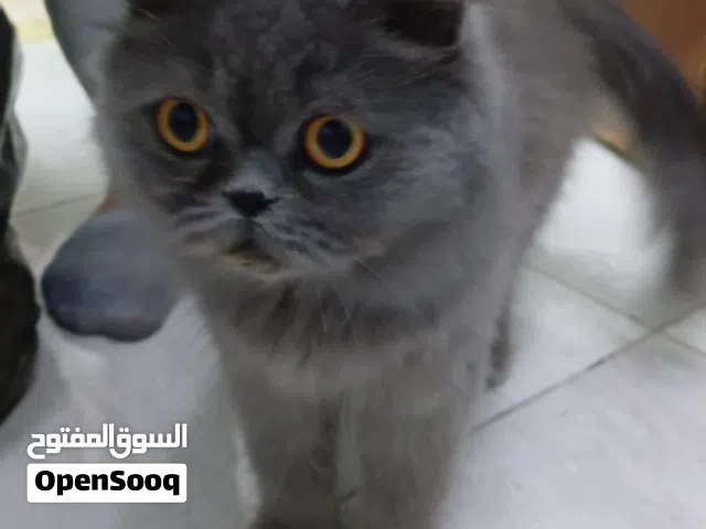 قط بريطاني مميزة من نوع الشعر الطويل دم نقي وليس مكس عمرها 3 شهور ونصف تملك لون فريد وفخم أزرق