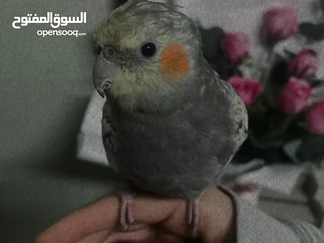 كوكتيل متروض مع قفص كبير وواسع