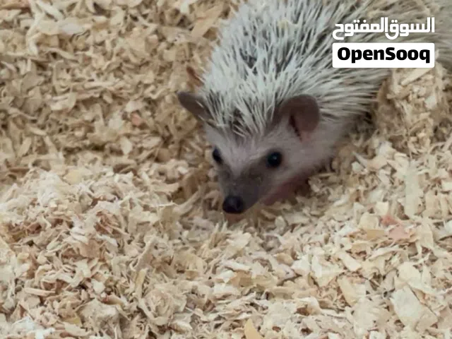 hedgehog for sale