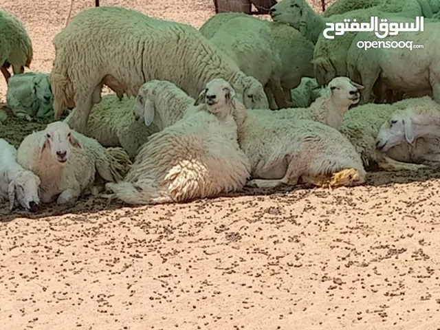 محمد علي محمد علي ابراهيم