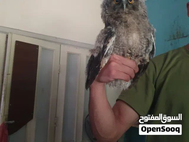 بومة بدايه طيران