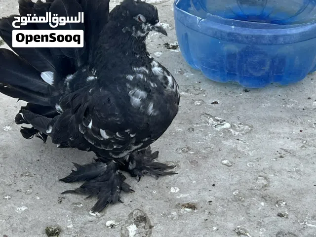 طير هندي للبيع