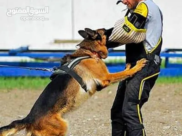 معدات تدريب كلاب حراسة