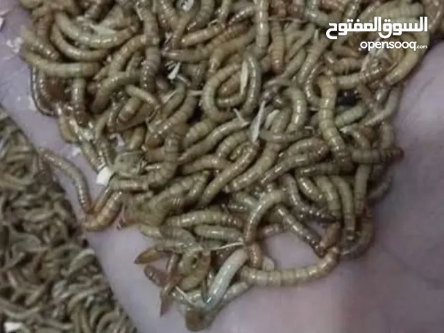 دود قبابي حي Live mealworms