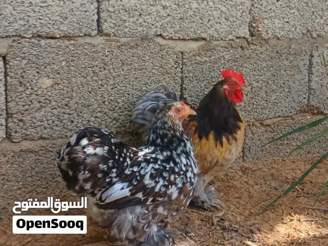 كوبيا استرالي ذكر بركاني وانثى زهري حاجه ربي يبارك ما شاء الله لا قوه الا بالله.