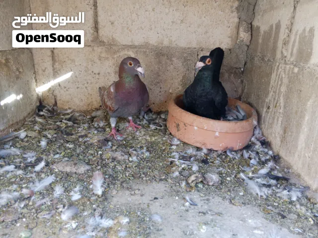 حمام للبيع اقرأ الوصف