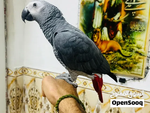 متاح كاسكوات لبيع كلمن وسعرهن ربة طينه ويحجن وليريدهن يطبلي واتساب ويدالل اثنينهن يحجن ويركصن وبلخدم