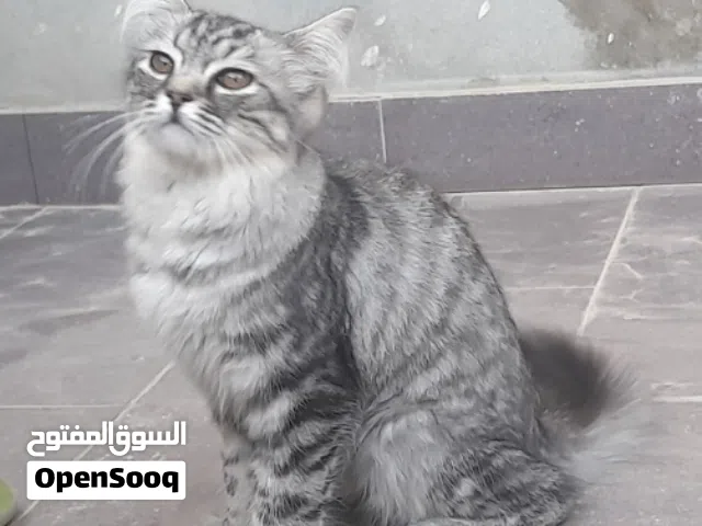 قط شيرازي ربي يبارك