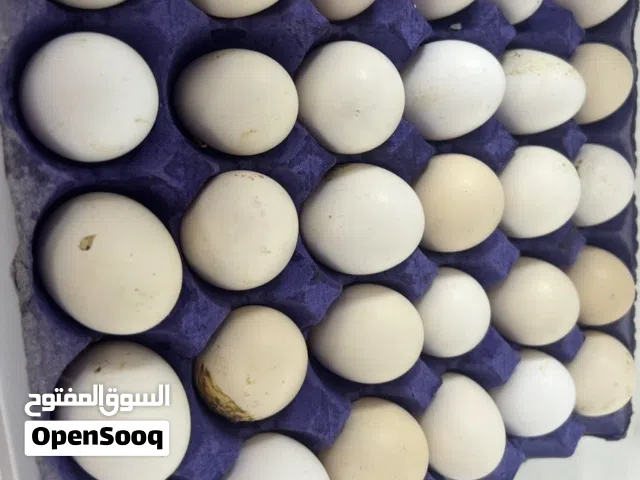 يوجد بيض بلدي للبيع طازج30حبه بسعر ريالين