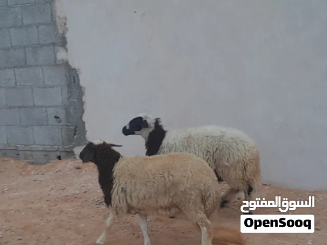 2فطايم وطنيات مشالله سلاله تبارك الله لبيربي عمرهم ف7شهور سليمات من العيوب..