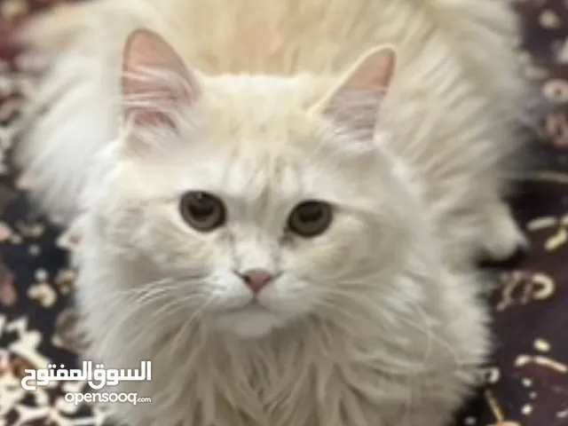 قطط شيرازيه جميله والوان مميزه و حلوه العمر سنه ونص الى 3 سنوات سعر مميز للمجموعات