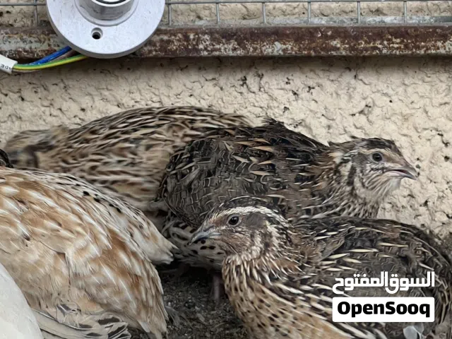 طيور سمان جامبو