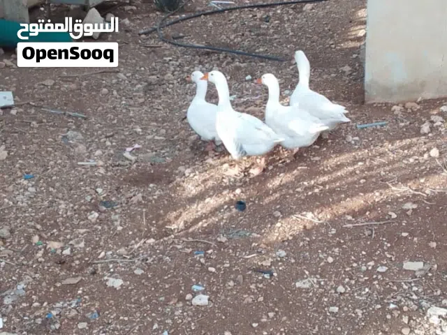 متاح ثلاث اناثي وذكر