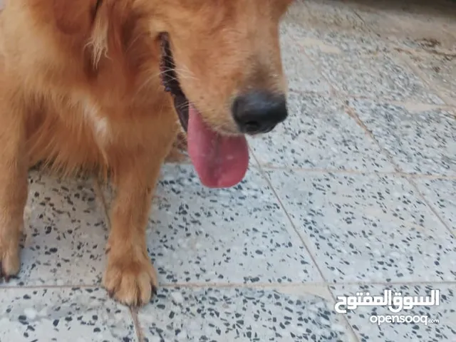 كلبين ذكر و أنثى