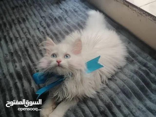 حيوانات للبيع