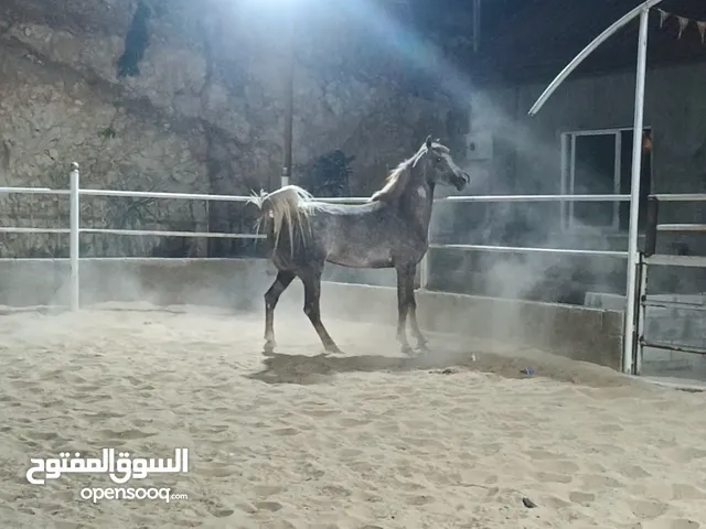 ما شاء الله مهره عربيه فلت عمر سنتين ونص