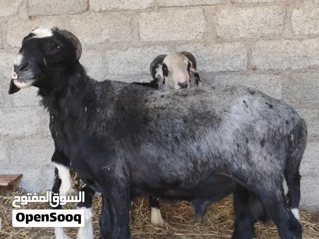 كبش نجدي هجين