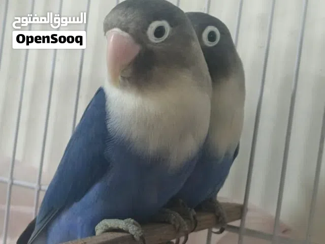 قندوره للبيع نثيه وذكر