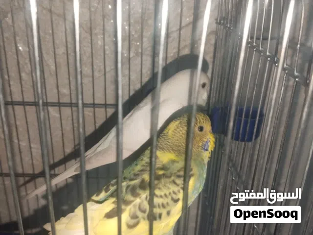 جوز عصافير حب للبيع ذكر و انثى