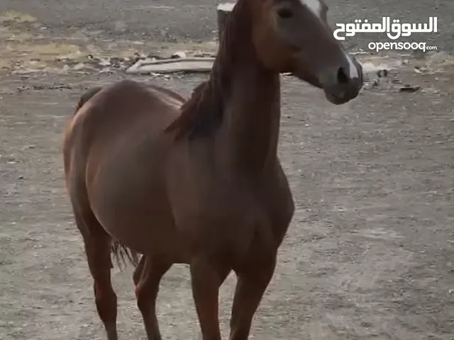 خيل مهجنه باطح