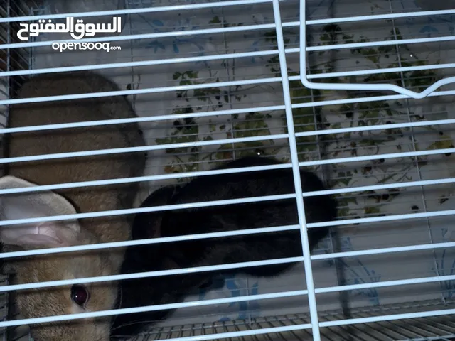 حبتين ذكر و أنثى مع القفص
