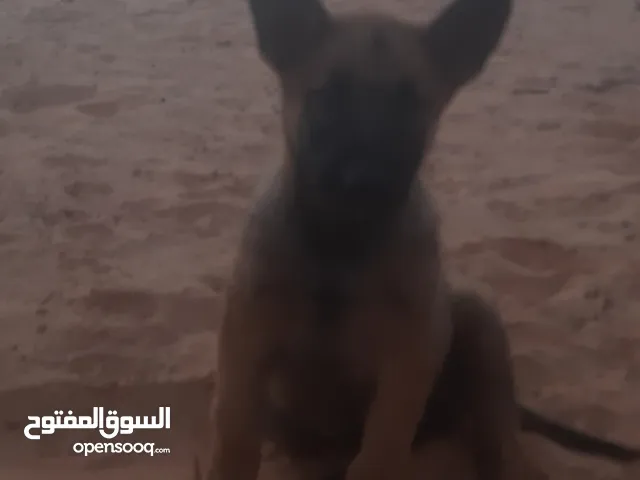 2  جرويان دكور ملينو ماشاء الله