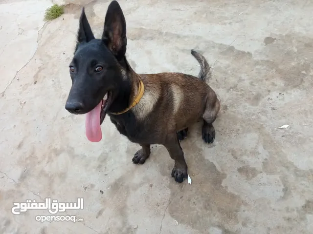 متاح ذكر بلجم مالينو ماخذ المطاعيم وحبه الدود أستفسار درايف عالي