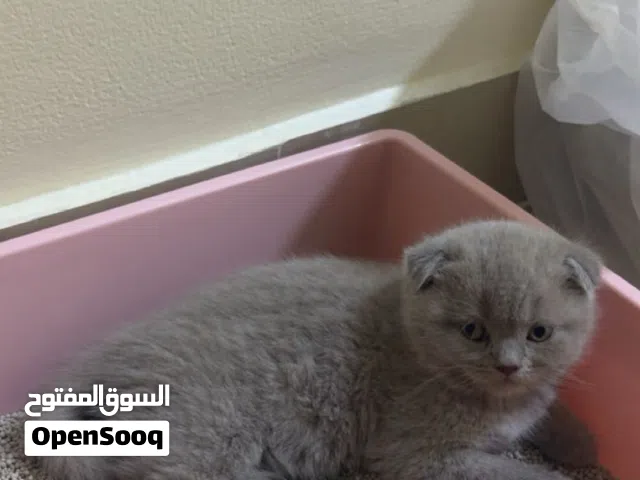 للبيع سكوتش فولد