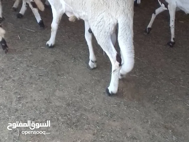 كبش فحل علو كيف مكسر الرباع