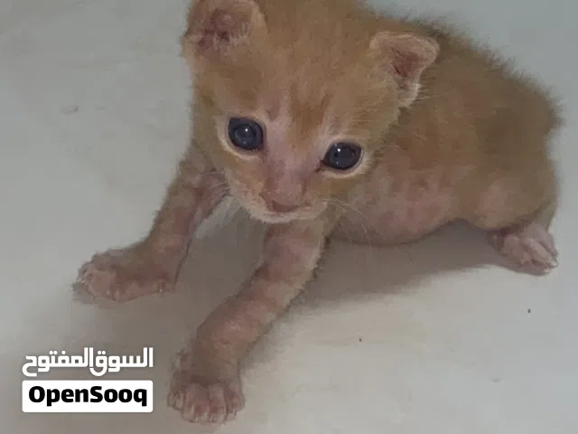 cat for free