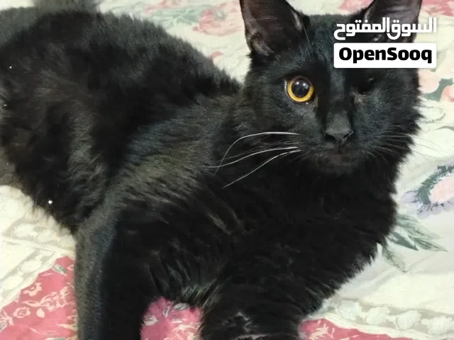 قطط،للتبني  منزليه