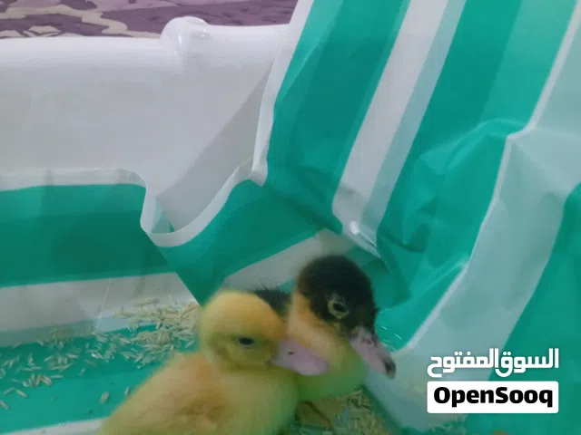 حمام العدد2 بط لعدد22للبيع