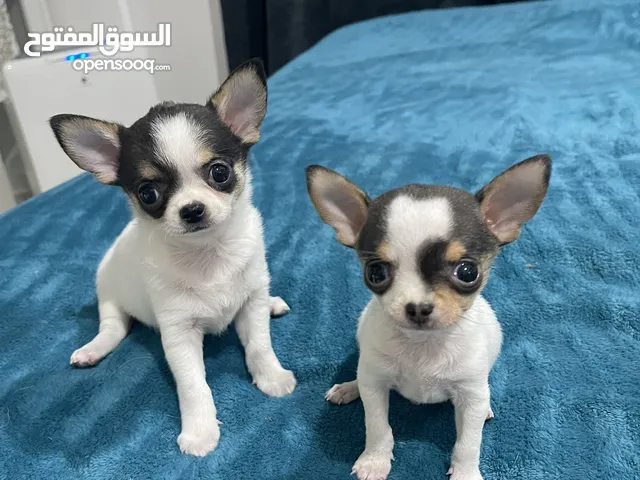 Rush Sale Pure Chihuahua Chihuahua for Loving Home  Serious  buyer only