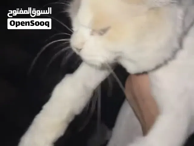 قطو أليف ماعرف كم عمره بس بعده مب صغير ولا كبير ولا اعرف نوعه مطعم و كل شي تواصل واتس بس