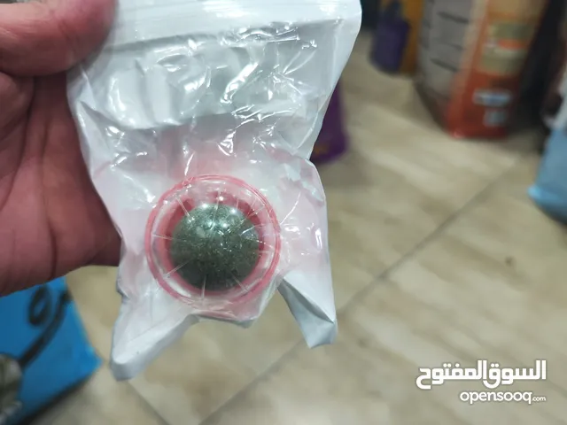 نوى الافوجادو مغطسة بالكات نب ، مميزة جدا و متوفر ايضا 4 نكهات البيطرية