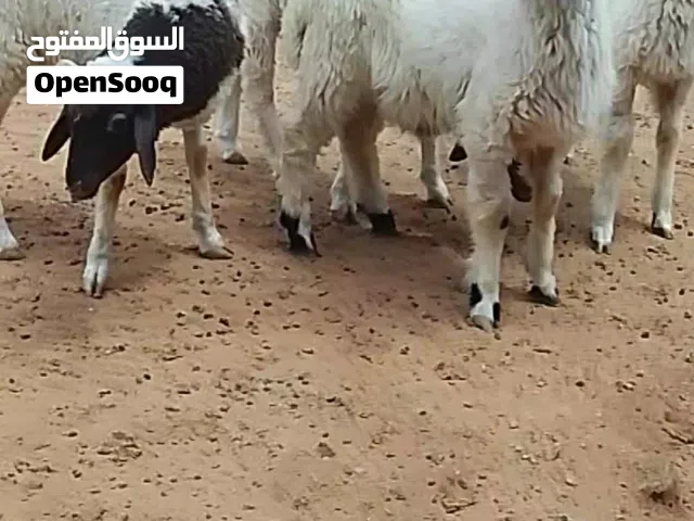 اغنام للبيع